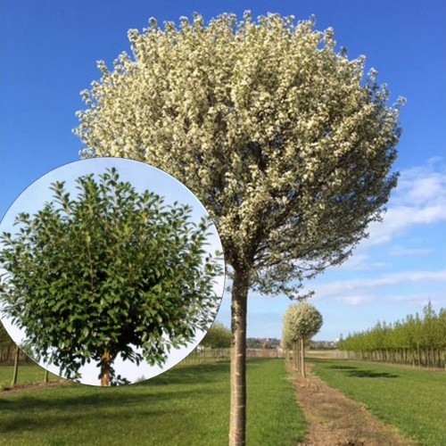 Prunus cerasus 'Umbraculifera' - Hapu kirsipuu 'Umbraculifera' C3/3L